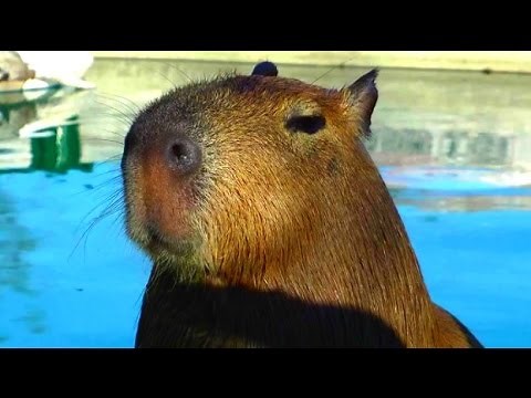 Cute and Funny Capybaras | Cute Animals Compilation 2016