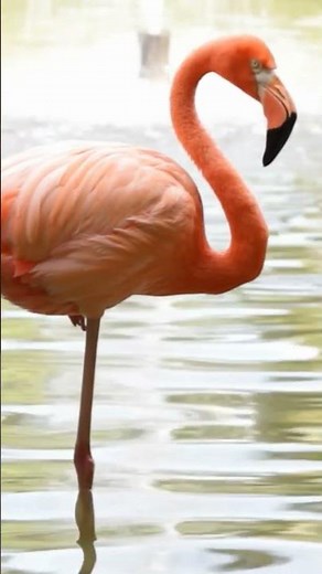 Flamingo Sounds 🦩(Standing on one foot in water)