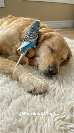 Brave Little Budgie Climbs a Sleeping Golden Retriever! 😂💙