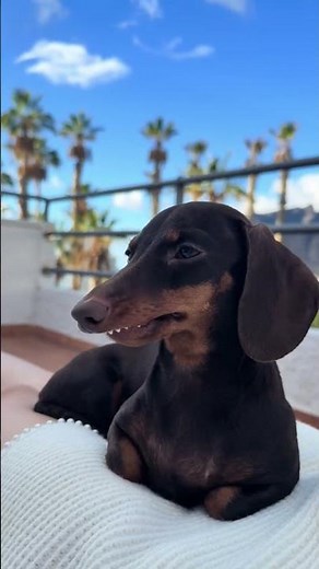 This Silly Dog's Day Will Make You Laugh So Hard!