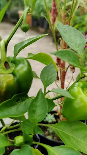 9.3K views · 185 reactions | "️ Growing capsicum at home made easy! Watch and learn how to nurture your own harvest in a pot. #HomeGardening #CapsicumGrowth #DIYGarden #PotGardening #GreenThumb #UrbanGarden #HealthyHarvest #GrowYourOwn #GardeningTips #OrganicGardening #SustainableLiving #GreenLiving #GardenGoals" | HAMRO Phulbari | Facebook
