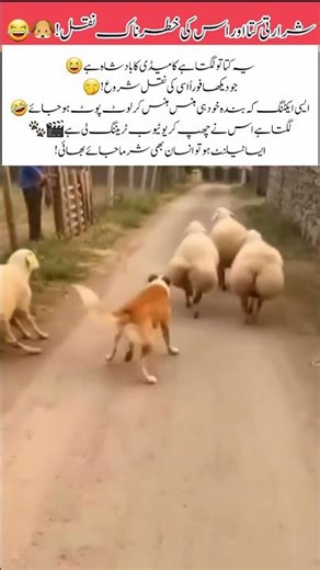 Mischievous Dog’s Hilarious Copycat Antics! 🐶😂#viral #funny #funnymoment #trending #news #viralvideo