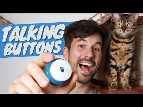 Talking Buttons - How to Turn Your Cat into a Chatty Companion