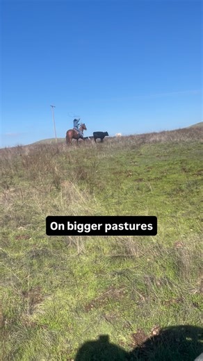 Doctoring yearlings! #ranchlife #cattleranch #cattle #ranch #rancho #ranching #country #ranchy #westernlifestyle #horse #horseoftheday #horseofinstagram | Grayson Haydn-Myer