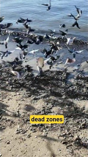 Why are ocean “dead zones” increasing?