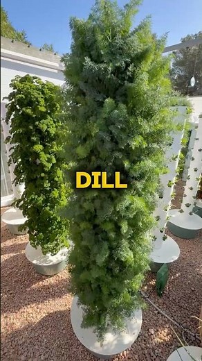 From seed to harvest, this is how we maximize dill cultivation on aeroponic towers #dill #farming