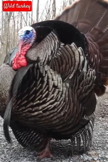 wild turkey#birdsound