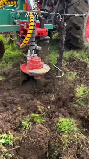 Amazing Vineyard Cultivation Process | Powerful Rotary Mower Clearing Grass Around Grape Vines