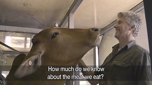 Australians are the second biggest meat eaters in the world. Find out where our meat comes from in #ForTheLoveOfMeat with Matthew Evans - starts Thursday 7.30pm on SBS. | SBS Australia