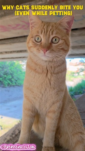 Why Does Your Cat Suddenly Bite You? The Real Reason 🐾 #catbehavior #catbiting #petinstincts #cats