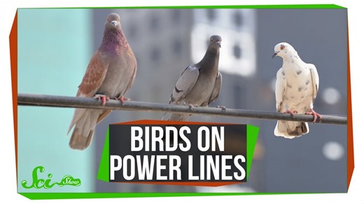 Why don't birds on power lines get zapped?