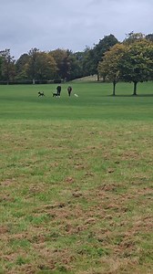 Are legally permission and civic responsibilities the same thing when out with your dog? | Glasgow Dog Trainer and Behaviour Consultant