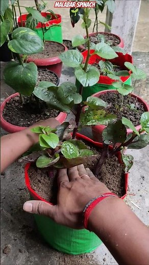 😱 Malabar Spinach Explosion Growth Trick 🌿 | Grow Bag Secret Mix Revealed! 💥 #shorts #malabarspinach