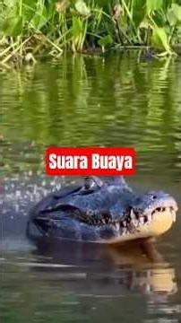 Viral Suara Buaya #trendingshorts #trending #viral #viralshorts #fypシ゚viral #animals