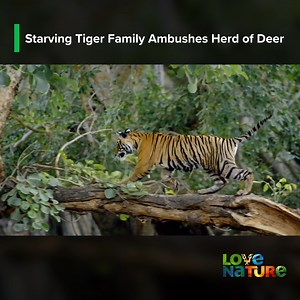 105K views · 2.2K reactions | Rana, a mother tiger, live in a vast,...