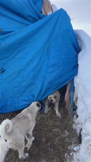 #malakli #çapar #kangal_tr #akbaş #isterseyapar | kangal