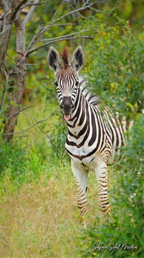 Young Zebra calling it's mom #zebra #kruger #nature #wildlife #animals