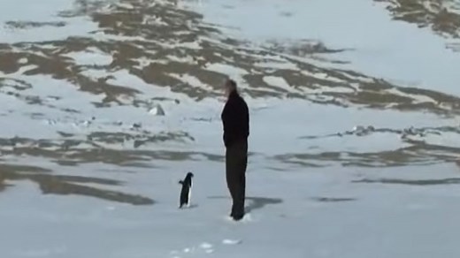 Penguin Walking Solo to the Mountains Goes Viral: Where to Watch the Extended Documentary Scene