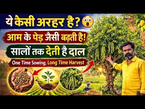 1 बार बुआई, सालों तक पैदावार! Permanent अरहर खेती | Mango Tree जैसा Arhar Plant 🌳
