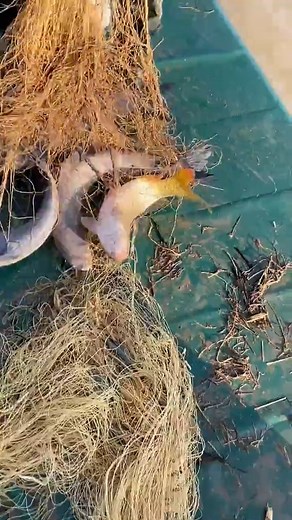 4.5M views · 10K reactions | Catching Fish Using Cast Net Fishing / Net Catch Fishing #Reels #fishing #skill #castnetfishing | Daily Discovery | Facebook