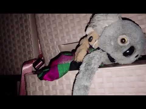 Koala Bear is Hugging On Tree