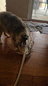 Guys!! Dually-Dude here!! So, I found and I quote, "a old nasty ass chewy" in the backyard recently. I had become very attached to that chewy and I've guarded and protected it for days now! Then, I accidentally let it out of my sight for 2 seconds and BOOM! I see Crazy Pants throw it away!! In the dog proof trash can I might add! I was devastated! It was my special chewy. A well deserved chewy considering that Little Miss Common Complication has been keeping me so busy nursing her back to health