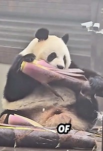 Cute Pandas Hiding in Rain & Eating Bamboo