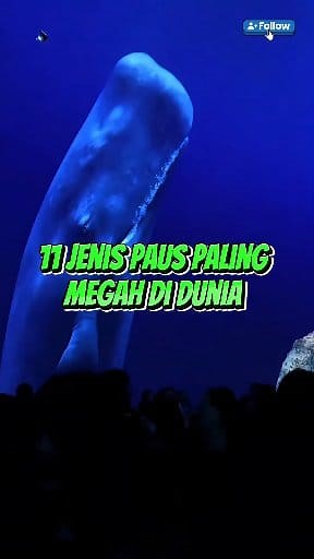 11 Jenis Paus Paling Megah di Dunia #faktaunik #sains #facts | Suhardi Mansyur