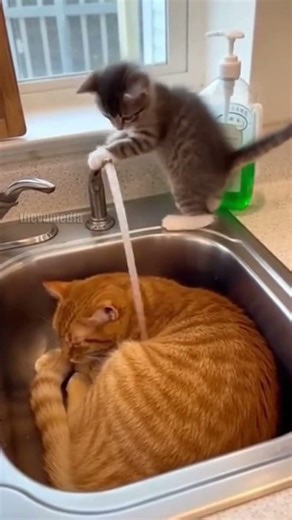 Kitten Pranks Sleeping Cat with Sink Surprise!