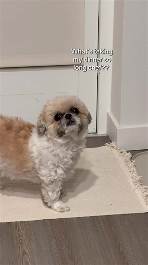 Dooly's Dinner Routine: A Shih Tzu's Mealtime Demand