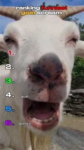 Ranking Funniest Goat Scream (part 2)