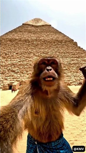 Monkey Visits Egypt Pyramid 🏜️🐒 | KMV #shorts #reels #viral #trending