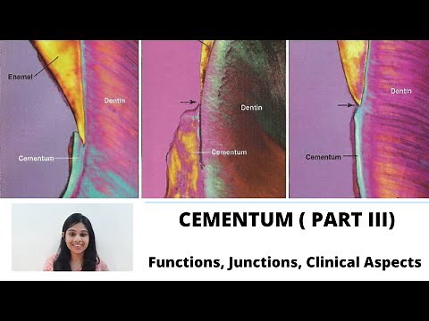 CEMENTUM (Part III) II Functions, Junctions with Enamel & Dentin, Clinical Aspects