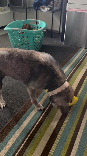 58K views · 5.8K reactions | Bella was locked in a basement for years. Only time her owners came down was to refill the auto food and water dish. Now she’s getting all the love and play time she wants  To donate to Bella’s vet care, please click the blue button below or Venmo @fidoscompanion | FIDO's Companion Rescue Inc. | Facebook