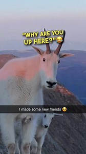 The most polite mountain goat EVER ❤️ #mountaingoat #goat #animals #funnyanimals #adorableanimals #mountains #nature 🎥 (Gabriella Whittaker via ViralHog) | Brennan Rogers