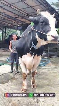 sapi Fh Cros Jumbo 1 ton up ,