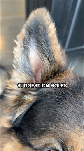 Anatomy of a German Shepherd 🐺 #GermanShepherd #DogHumor | Jade the Sable GSD