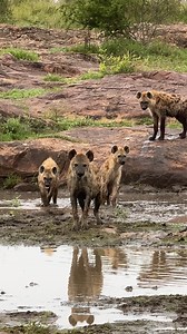 Watch as these fluffy little Hyena explorers get their paws wet at the waterhole under the watchful eye of Mama Hyena. #SafariMagic #NatureWonders #WildlifePlanet #WildAnimals #AfricanSafari | Wildest Kruger Sightings