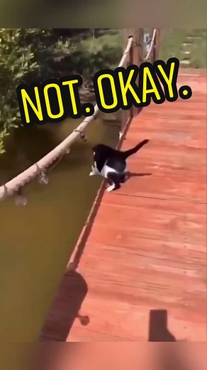Sorry kitty but that howl is 🔥 #cat #catfail #catsoftiktok #foryou #musicproduction