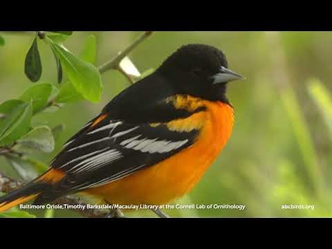 Baltimore Oriole