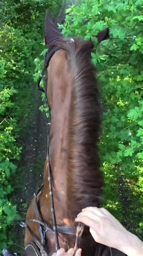 That’s the last time I put an ear bonnet on a horse and go near thorns 😂 #horse #Equestrian #horseriding