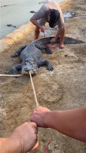 🐊 Farm Crocodile Fights Back! The Struggles of Tying Up Without Immobilization 👀