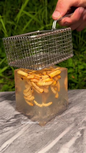 Frying Basket vs Bamboo Worms: Which Tastes Better?