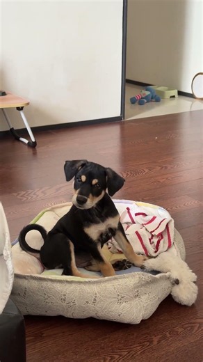 Mixed Breed Puppy For Adoption - 3 Months, Aragorn from KL, Kuala Lumpur