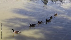 A flock of Canada geese (Branta canadensis) swimming on the water pond surface at Batumi Zoo, Georgia, highlights the concept of avian adaptability and aquatic habitats.