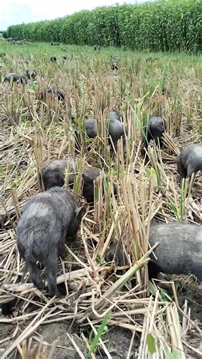 building pig videos #shorts