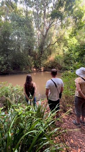 Platypus Time!#platypus #australia #wildlife #australianwildlife #naturephotography #fnq #nature #wildlifeencounters #cairns | Paul McLellan