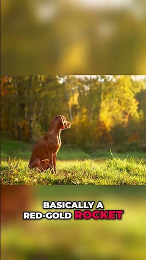 Vizsla: Ancient Warriors, Royal Falconers & Red-Gold Rockets!