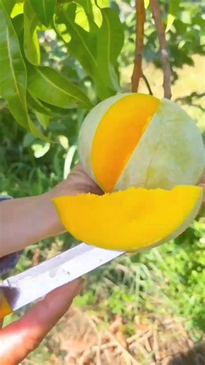 Mango Sweetness Overload!🥭🍊🍒🍠🍏🍇🍉🍐#fruit #vegetables #farming #food #plate