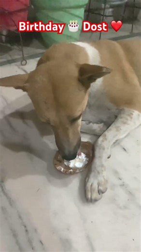 Bella Ka Birthday! 🎂 Saare Dost Aaye Masti Karne! 🐾 Wait for the cake! 😂 #Shorts #DogDosti #Beagle